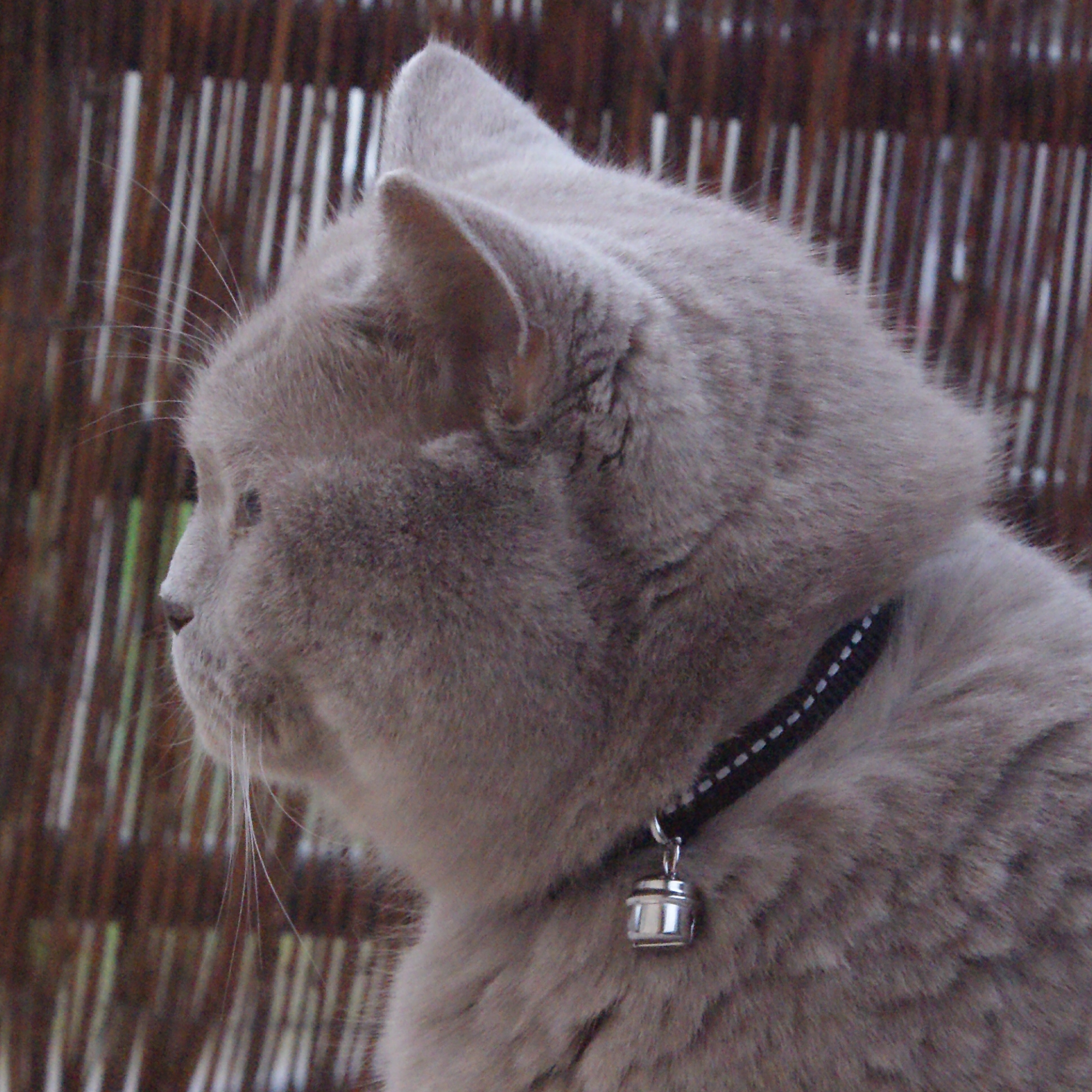 Zgardă reglabilă cu elemente reflectorizante