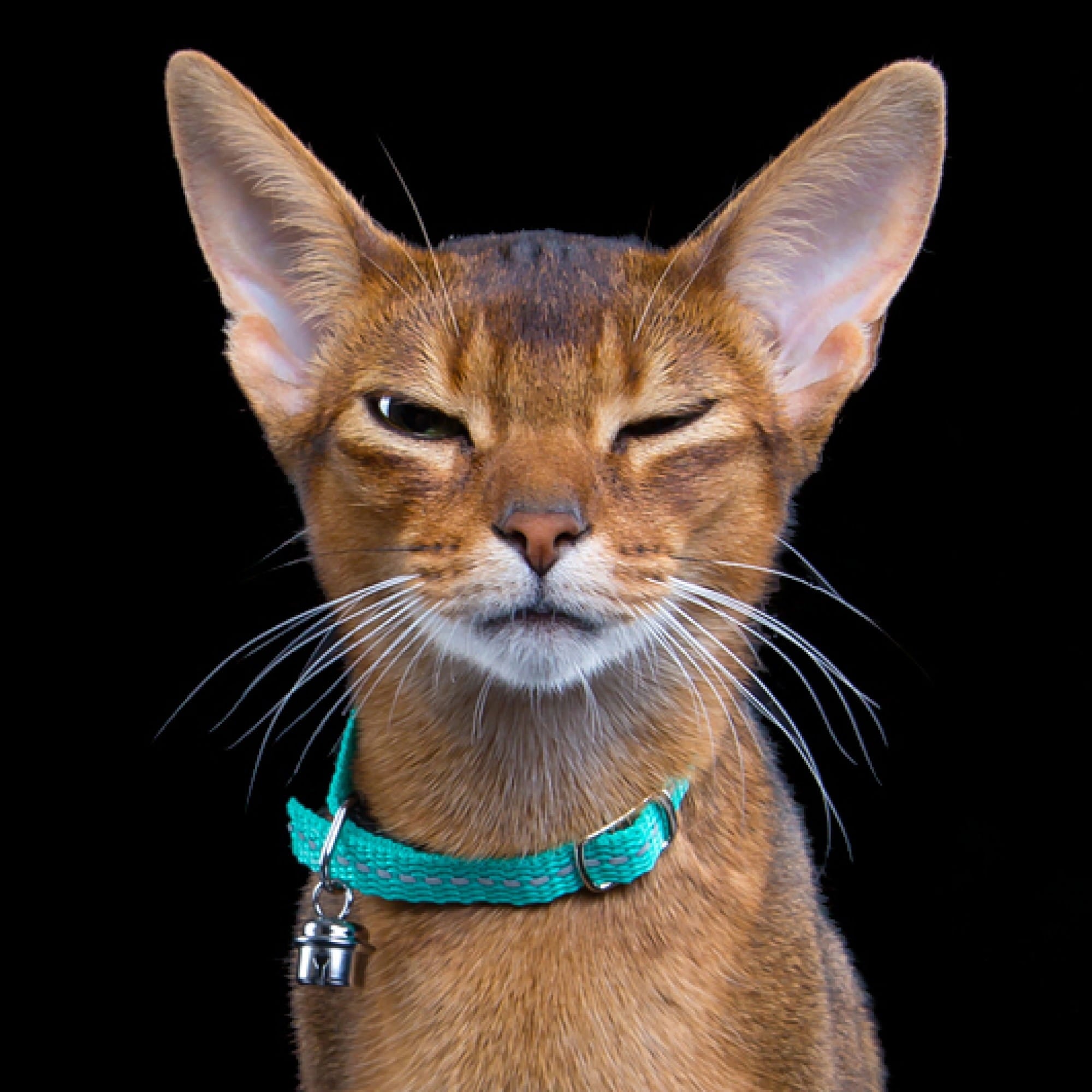 Zgardă reflectorizantă pentru pisici energy