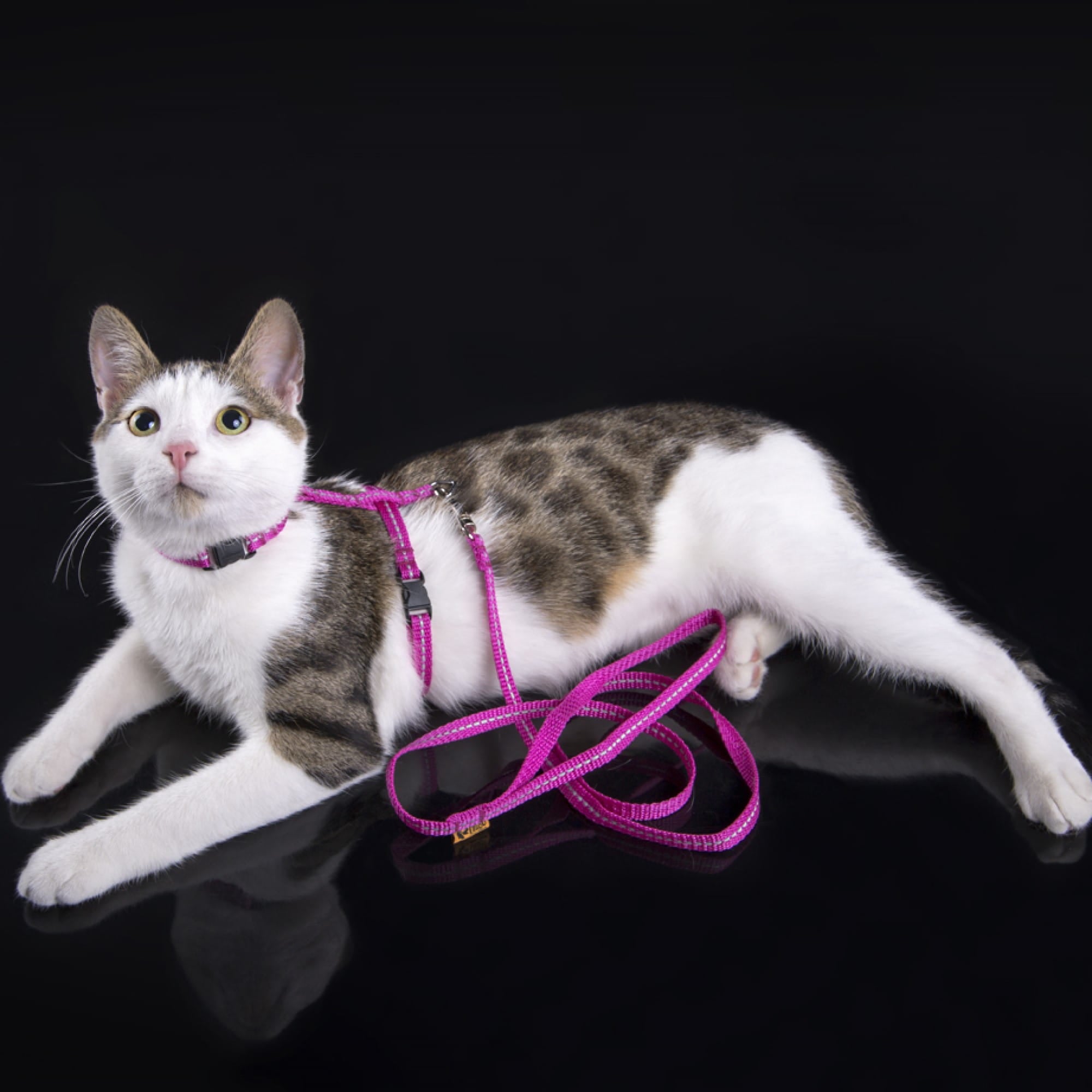 Ham reflectorizant cu lesă pentru pisici „energy”