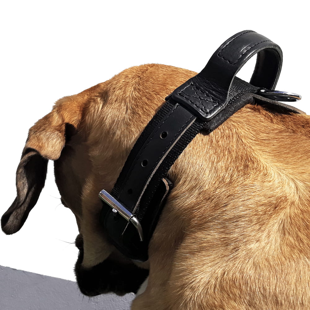 Dingo Gear – Zgardă din bandă cu mâner DRAGO, culoare neagră