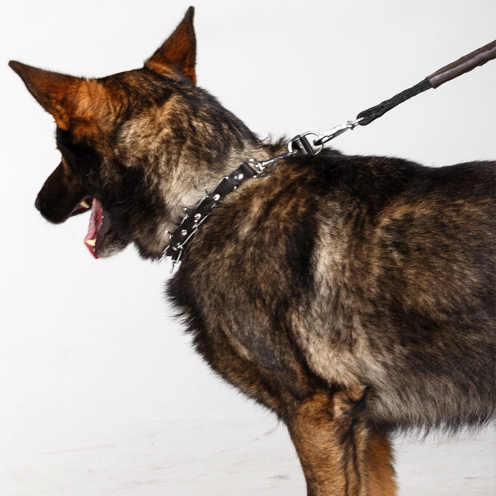 Dingo Gear – zgardă cu țepi ascunși, cu curea reglabilă