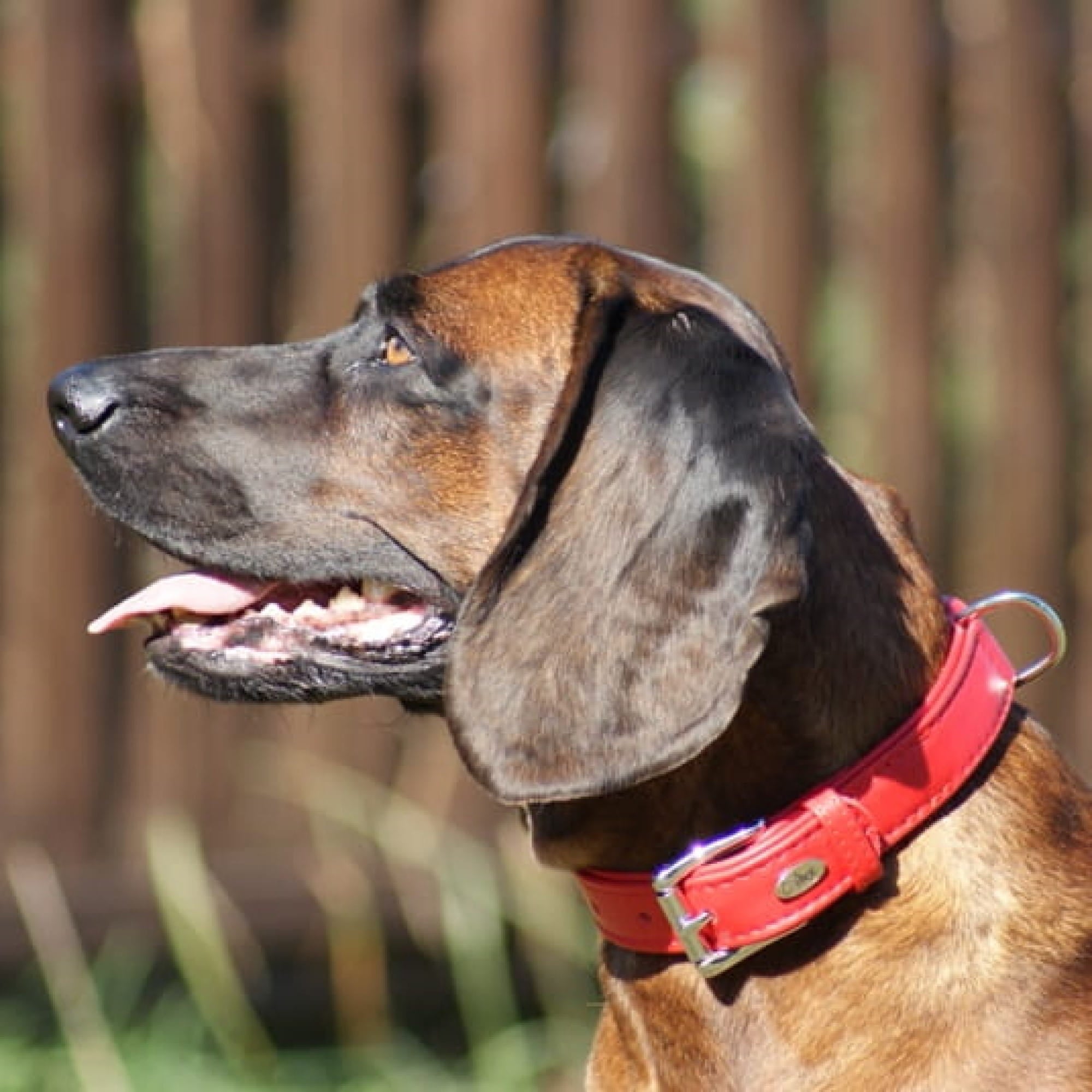 Zgardă pentru câine royal