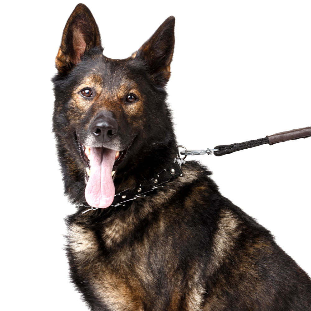 Dingo Gear – zgardă cu țepi ascunși, cu curea reglabilă