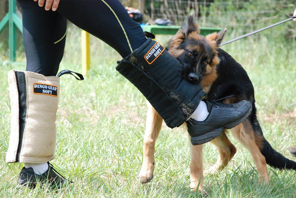 Dingo Gear – Manșon de picior pentru antrenament SOFT – pentru pui și câini tineri