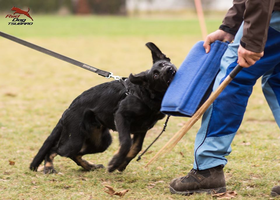 Dingo Gear – Manșon de picior pentru antrenament SOFT – pentru pui și câini tineri
