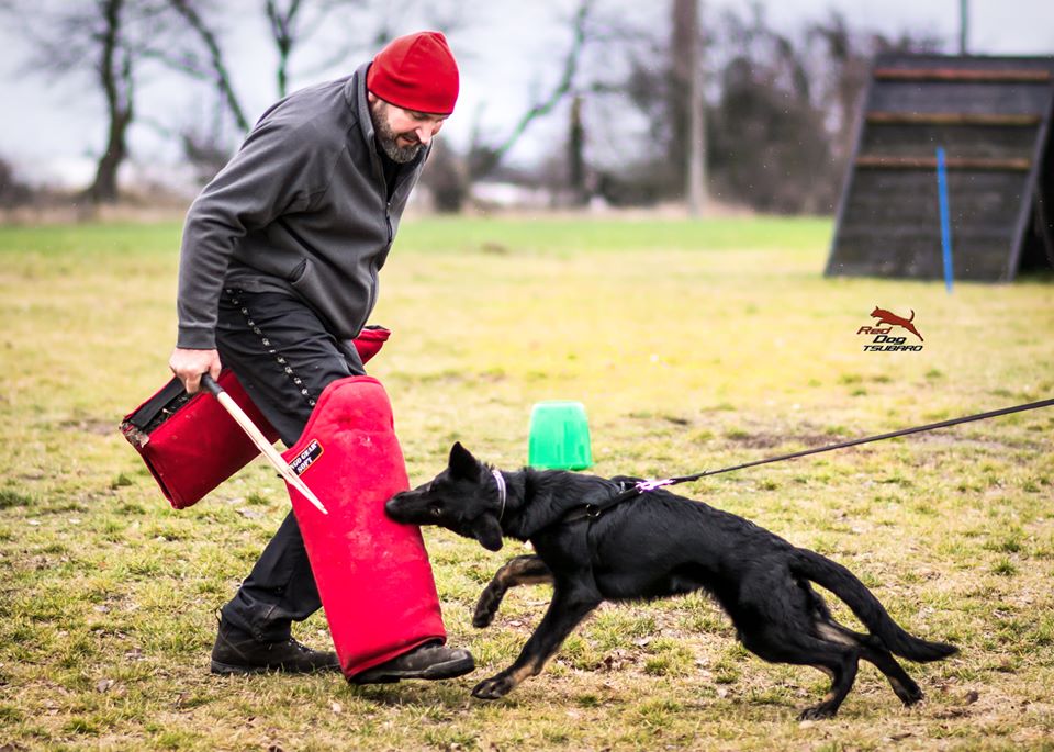 Dingo Gear – manșon lung de picior pentru dresaj din Nylcot, duritate SOFT