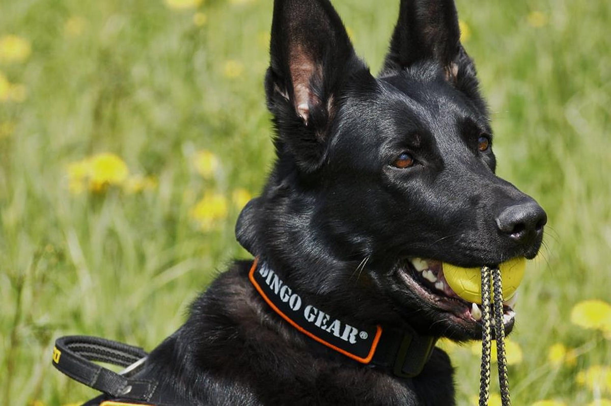 Dingo Gear – Zgardă tactică COBRA – Din chingă de polipropilenă, fără mâner