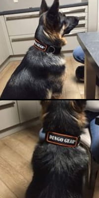 Dingo Gear – Zgardă tactică COBRA – Din chingă de polipropilenă, fără mâner