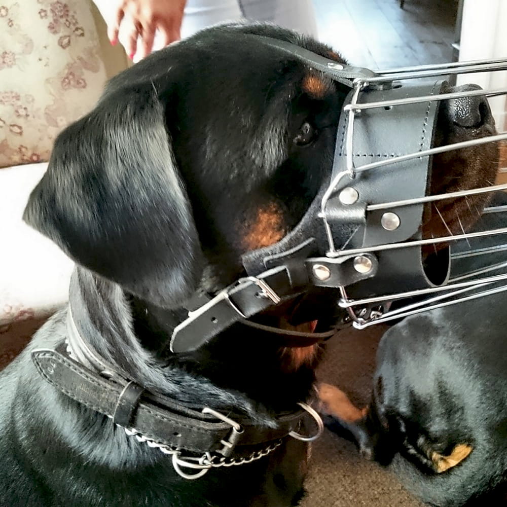 Dingo Gear – Botniță metalică întărită pentru Rottweiler
