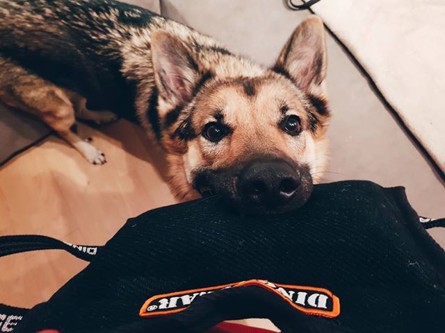 Dingo Gear – pană de mușcătură din Nylcot moale, mărime MEDIUM