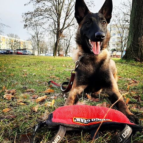 Dingo Gear – pană de mușcătură din Nylcot moale, mărime MEDIUM