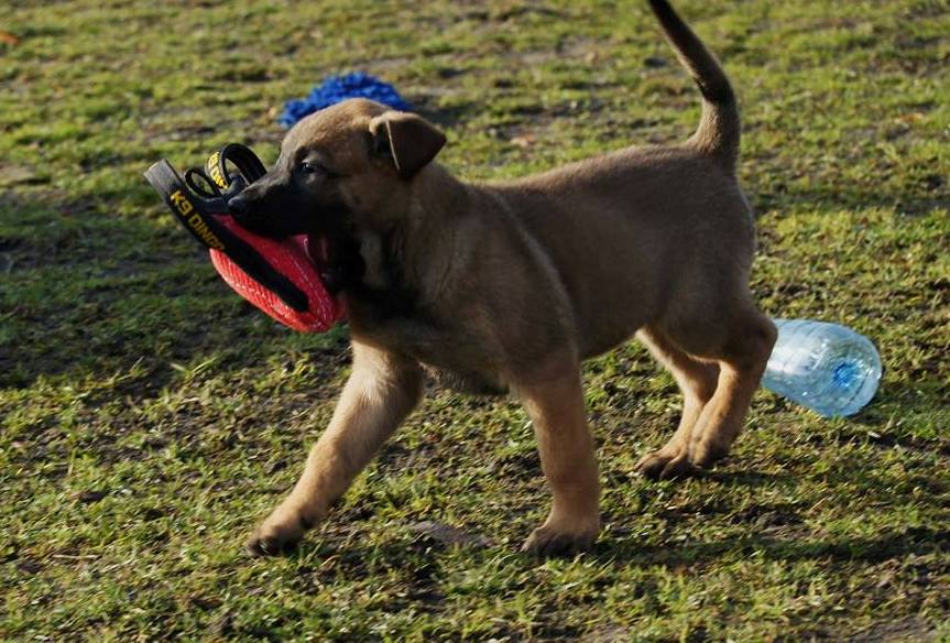 Dingo Gear – pană de mușcătură din Nylcot foarte moale, MINI