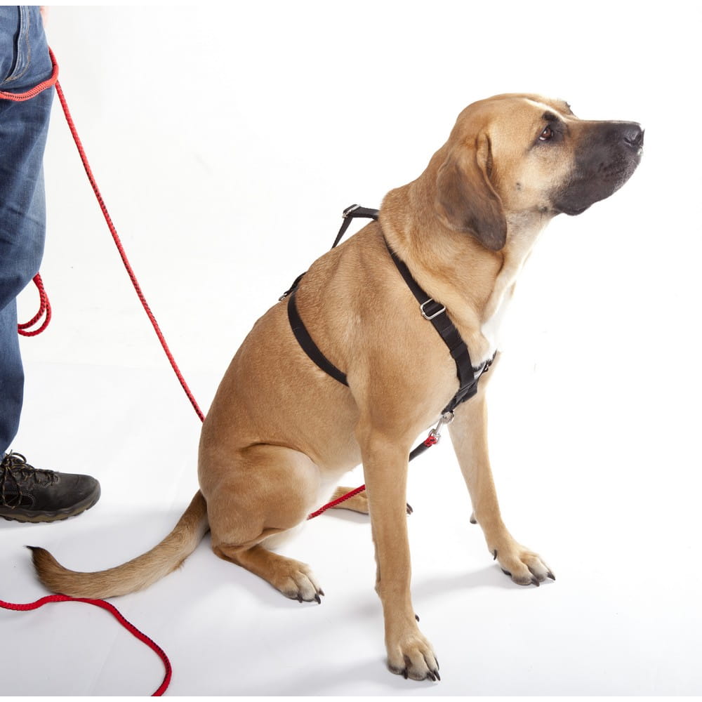 Dingo Gear WEDA – Ham de urmă pentru dresaj WEDA – model standard, ușor și rezistent