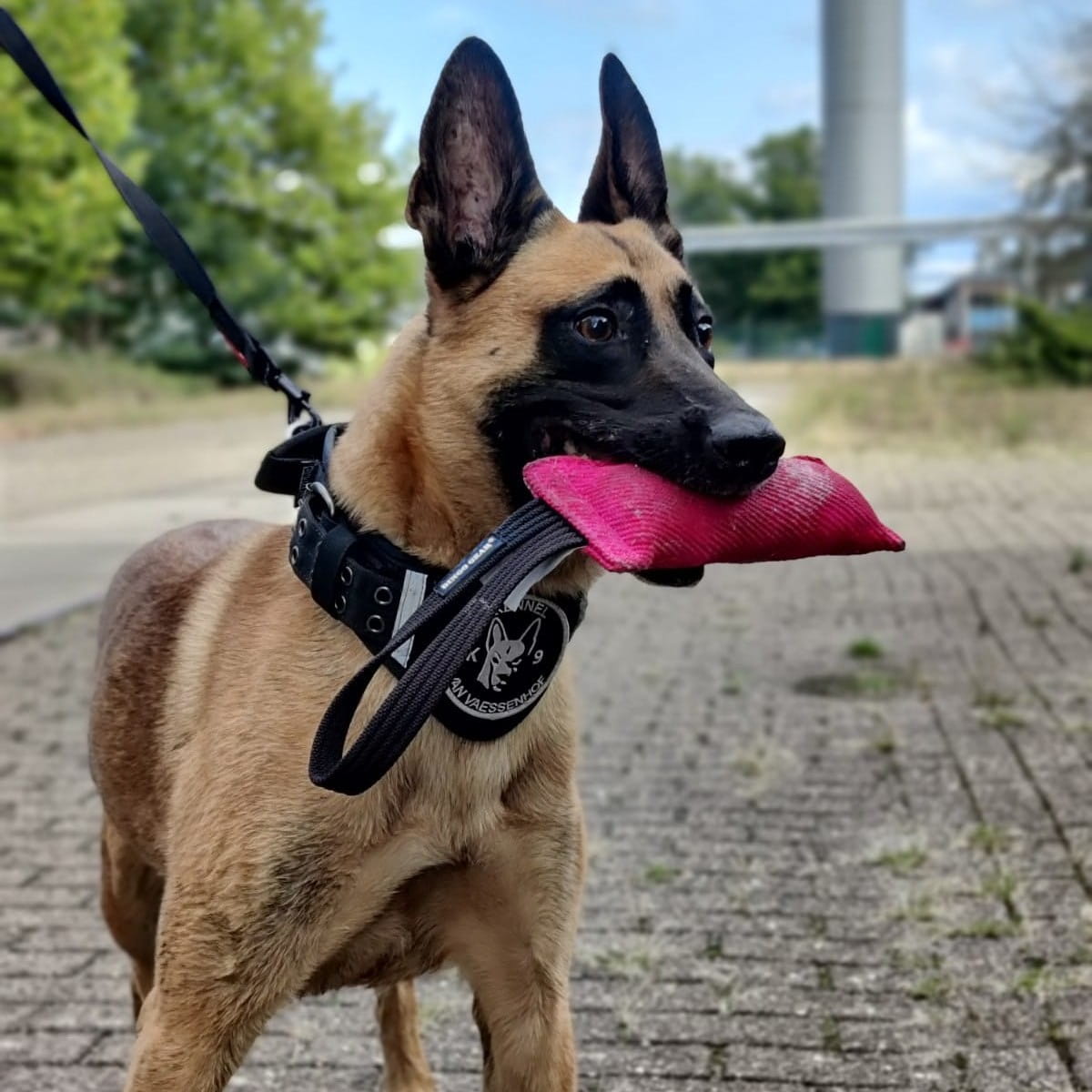 Dingo Gear – Jucărie de tracțiune pentru câini din Nylcot cu un mâner