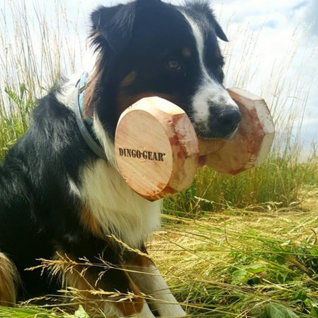 Dingo Gear – Aport din lemn de fag laminat – 650 g / 1000 g / 2000 g