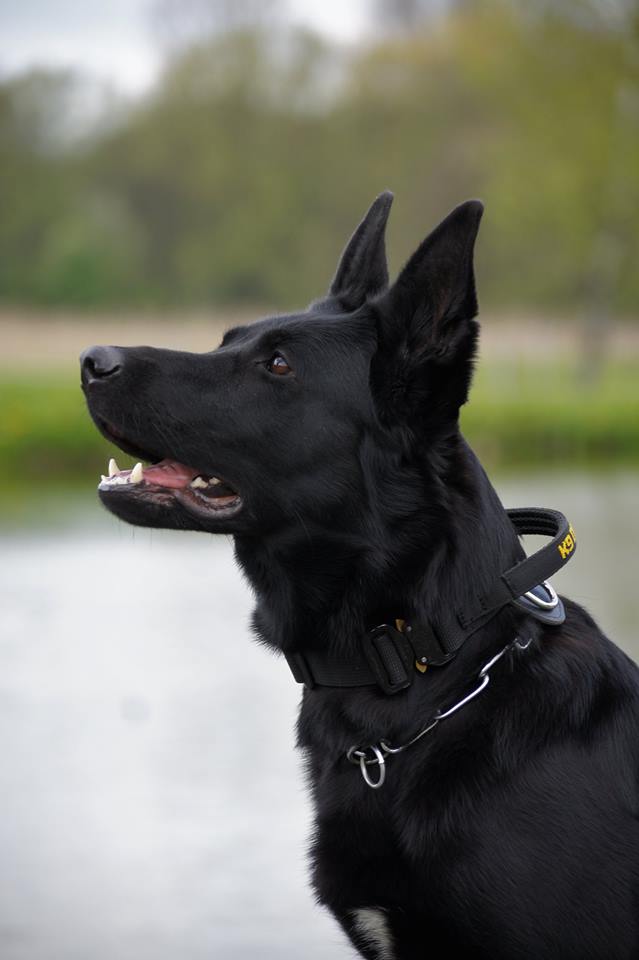 Dingo Gear – Zgardă tactică COBRA cu mâner, maro coyote și negru