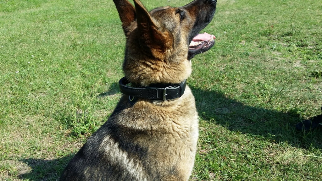 Dingo Gear – Zgardă DRAGO – zgardă K9 din piele cu mâner pentru dresaj profesional