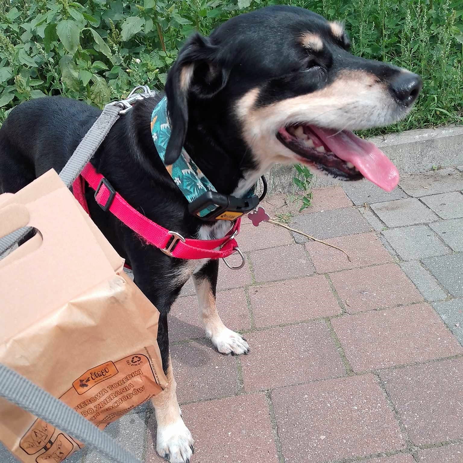 Pungi din hârtie pentru curățarea excrementelor câinilor – 80 bucăți