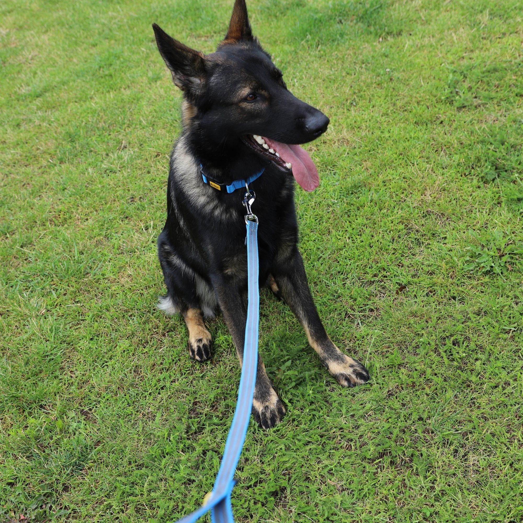 Lesă urbană cauciucată