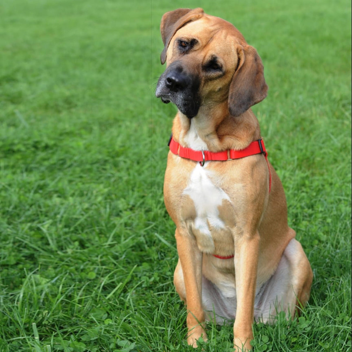 Ham EASY WALK pentru câini care trag