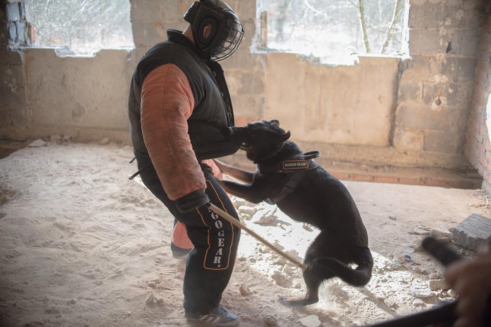 Dingo Gear – Costum de protecție completă pentru mușcătură (full bite)