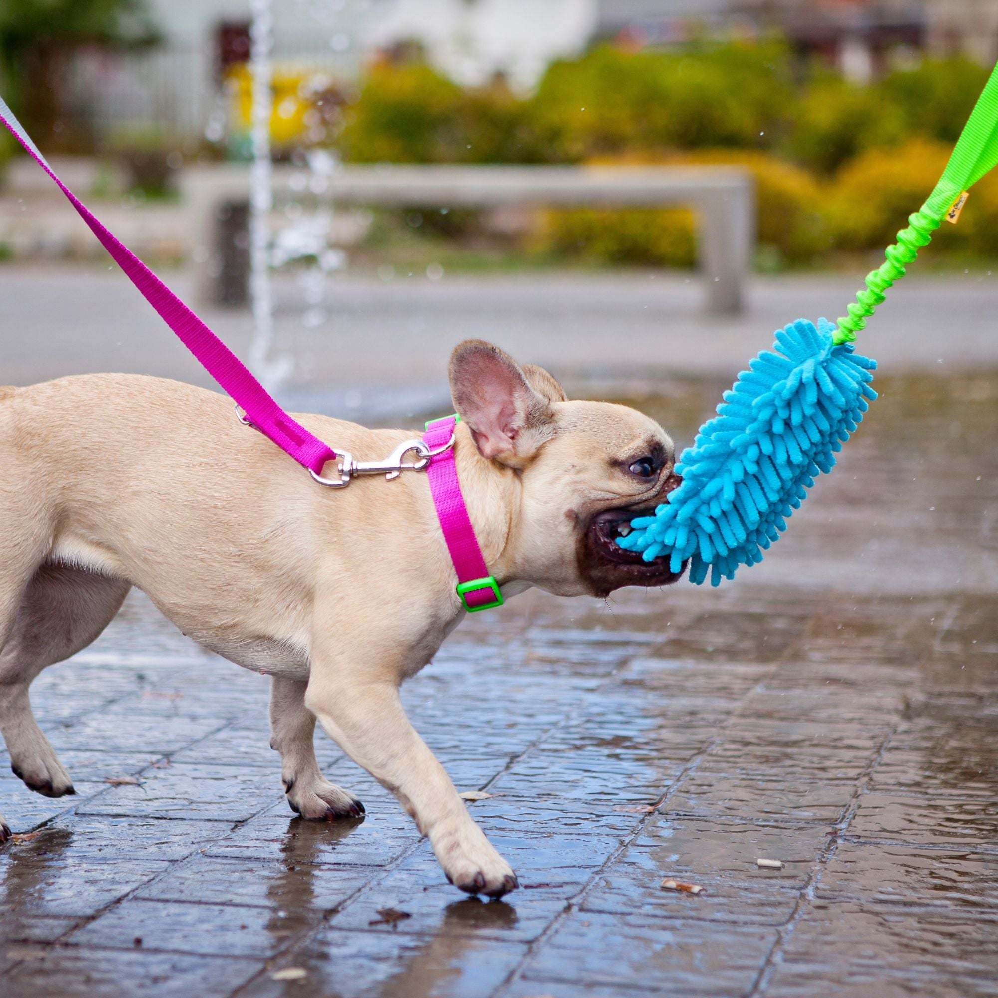 Lesă pentru câini City Energy Silver