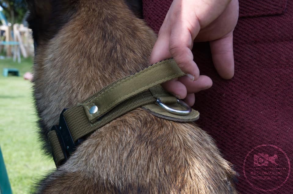 Dingo Gear – Zgardă tactică COBRA cu mâner, maro coyote și negru