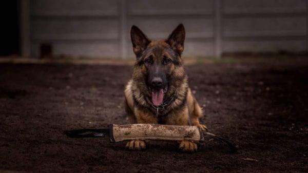 Dingo Gear – Jucărie tug din iută cu două mânere și capete întărite