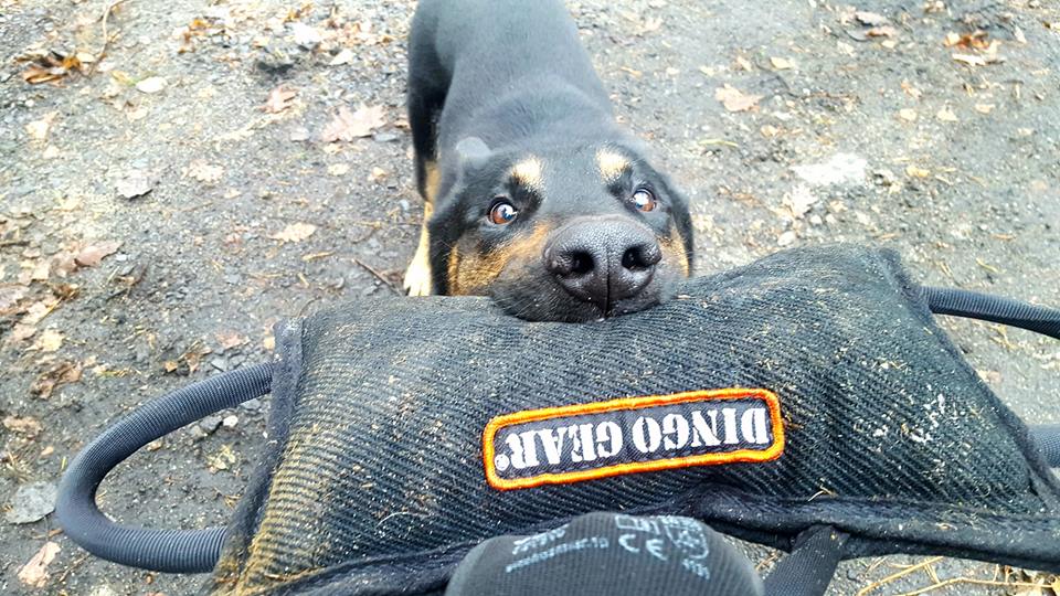 Dingo Gear – Pană de mușcătură din Nylcot ranforsată