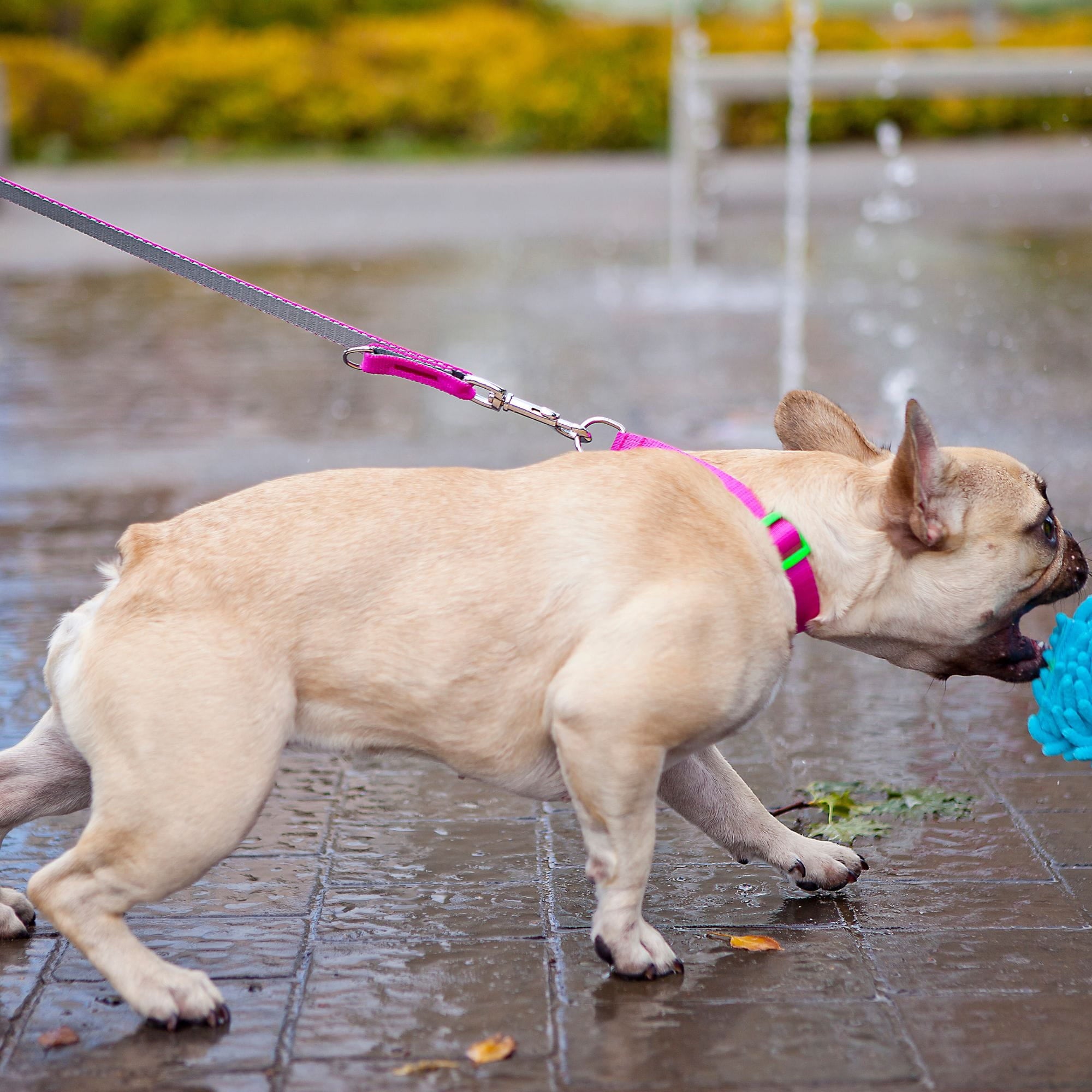 Lesă extensibilă pentru câini Energy Silver