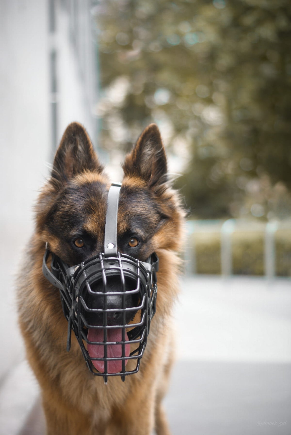 Dingo Gear K-9 – Botniță fiziologică pentru Ciobănesc German - Durabilitate, siguranță și confort