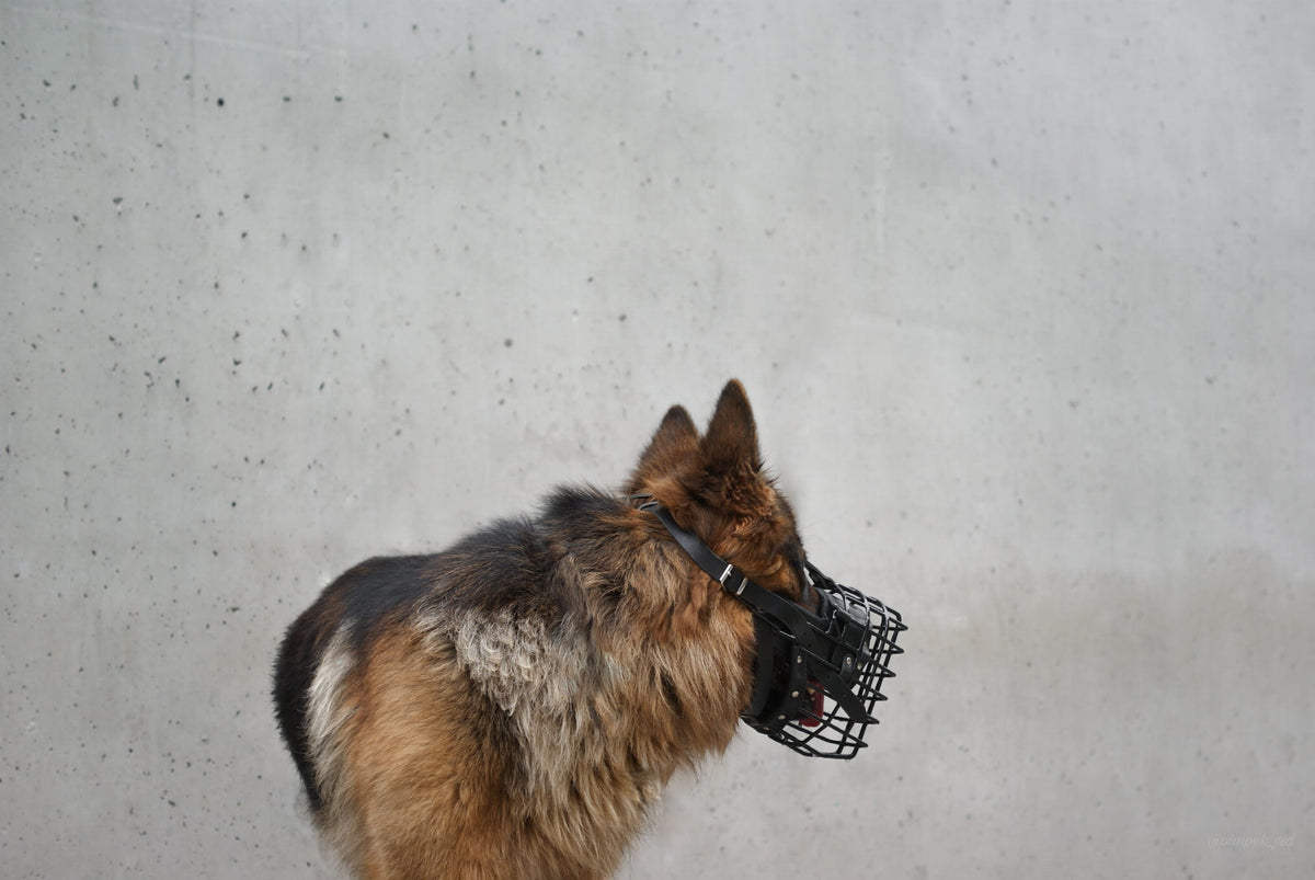 Dingo Gear K-9 – Botniță fiziologică pentru Ciobănesc German - Durabilitate, siguranță și confort
