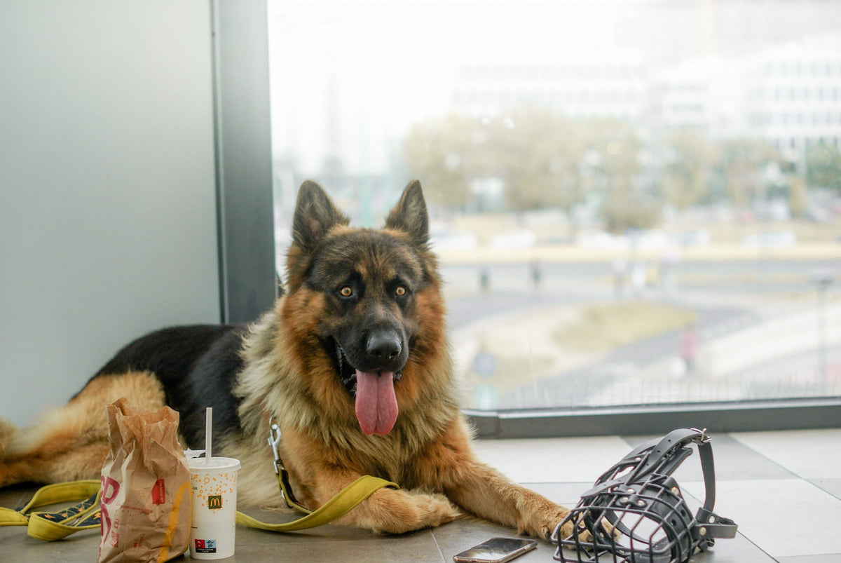 Dingo Gear K-9 – Botniță fiziologică pentru Ciobănesc German - Durabilitate, siguranță și confort