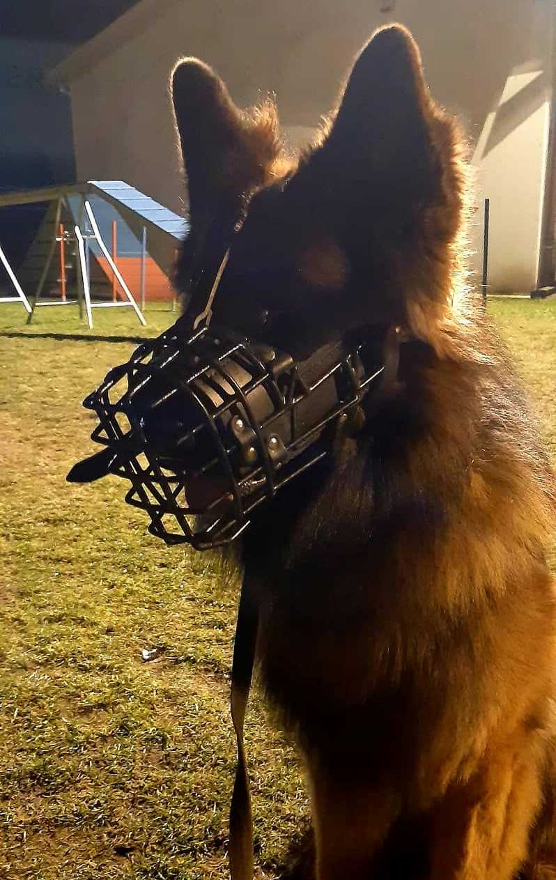 Dingo Gear K-9 – Botniță fiziologică pentru Ciobănesc German - Durabilitate, siguranță și confort