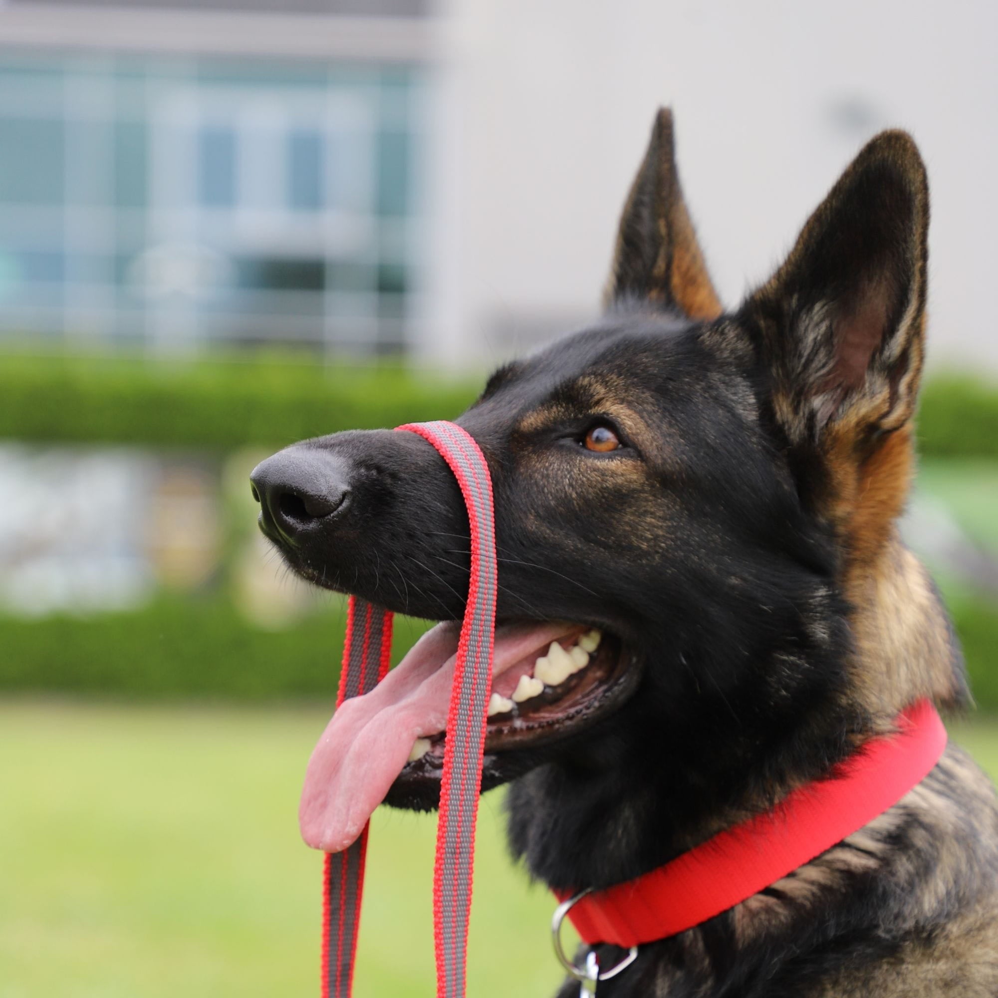 Lesă cauciucată antiderapantă