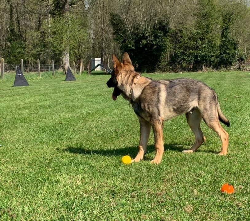 Dingo Gear – cort mini pentru figurant, înălțime 100 cm, culoare neagră