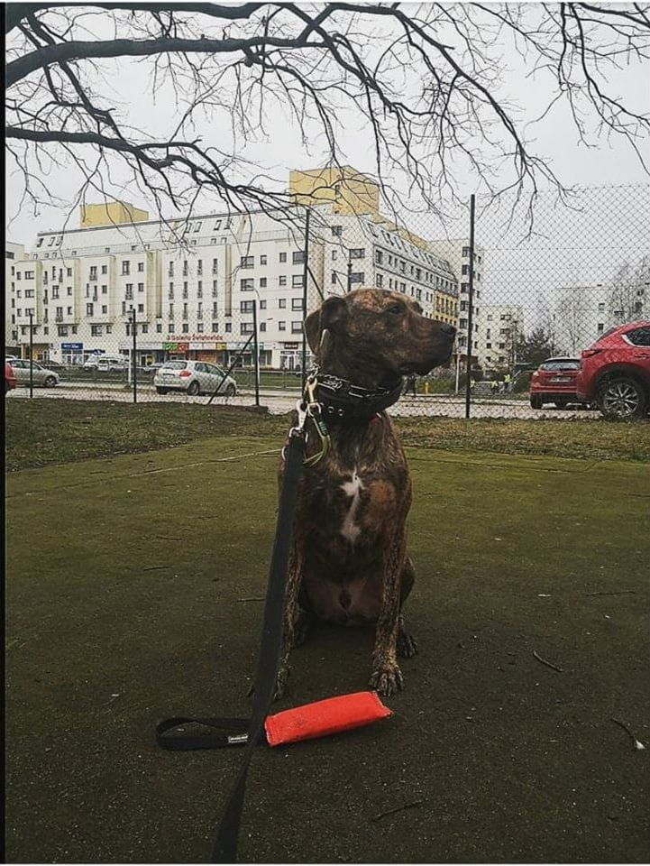 Dingo Gear – Jucărie tug din furtun de incendiu cu mâner