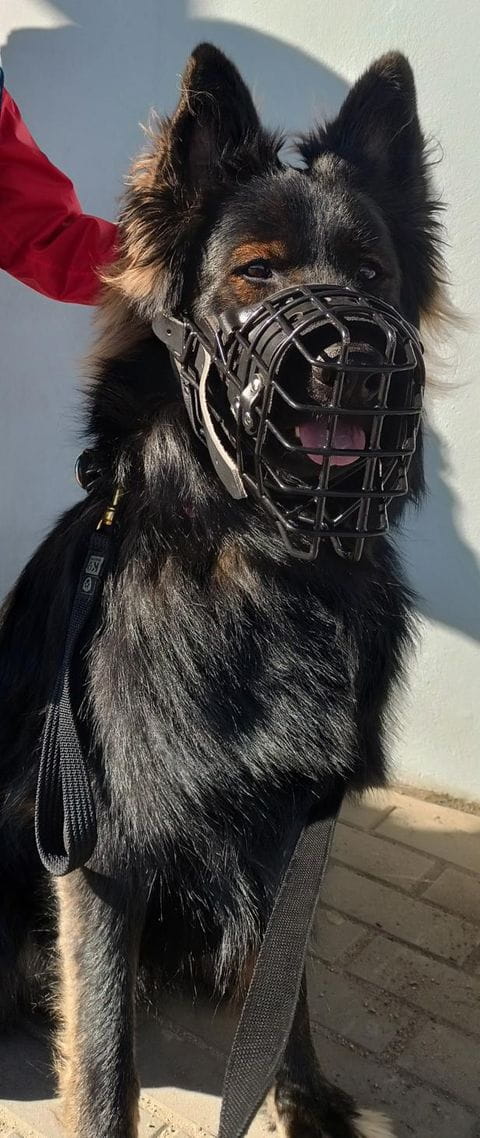 Dingo Gear K-9 – Botniță fiziologică pentru Ciobănesc German - Durabilitate, siguranță și confort