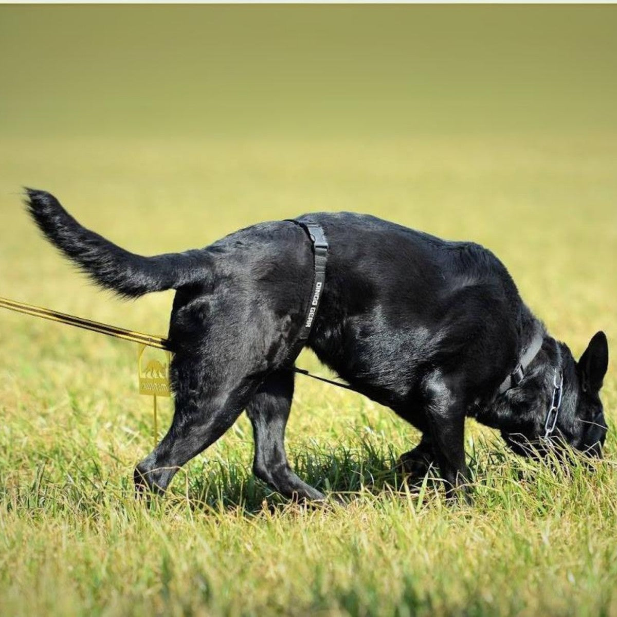 Dingo Gear – ham de urmă din bandă TRACY, culoare neagră