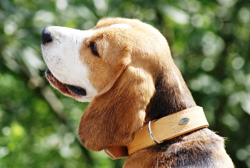 Zgardă pentru câine exclusive