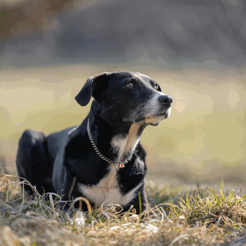 ZGARDĂ LANȚ PROFESIONALĂ SPRENGER Herm Sprenger pentru câini, zale rotunde din oțel inoxidabil 2,0 mm – control lin și durabilitate
