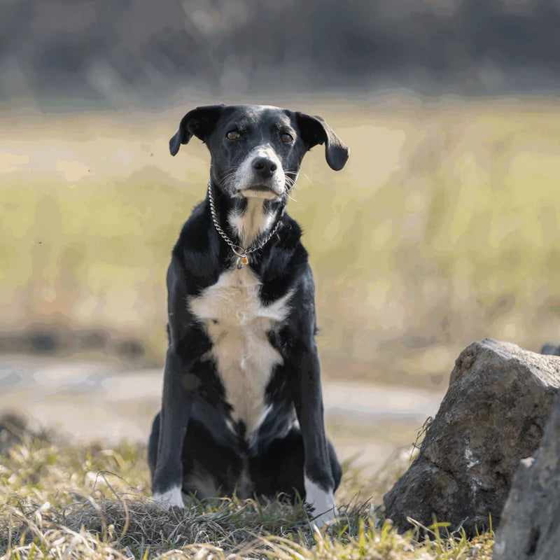 ZGARDĂ LANȚ PROFESIONALĂ SPRENGER Herm Sprenger pentru câini, zale rotunde din oțel inoxidabil 2,0 mm – control lin și durabilitate