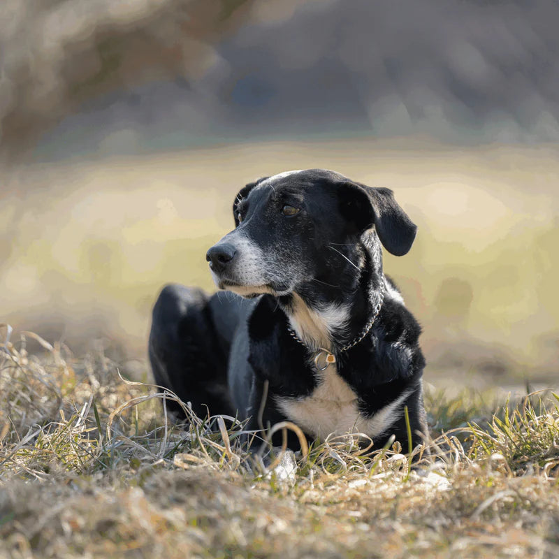 ZGARDĂ LANȚ PROFESIONALĂ SPRENGER Herm Sprenger pentru câini, zale rotunde din oțel inoxidabil 2,0 mm – control lin și durabilitate