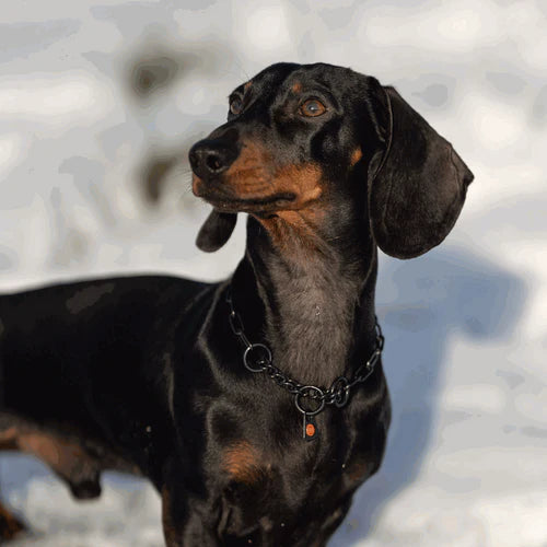 Zgardă de dresaj Sprenger cu lanț de asamblare din oțel inoxidabil negru pentru câini, 2,0 mm