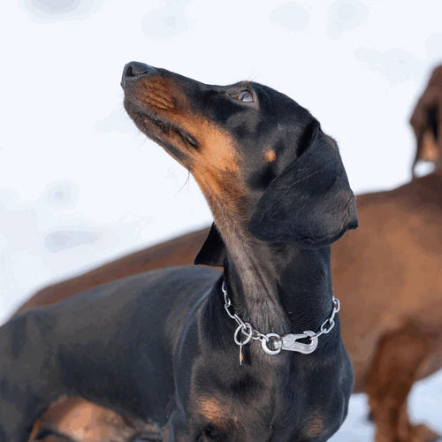 Zgardă de dresaj Sprenger reglabilă cu carabină Sprenger din oțel inoxidabil pentru câini, 2,0 mm