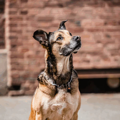 Zgardă cu verigi lungi, reglabilă – cu cârlig SPRENGER – oțel inoxidabil, 3,0 mm