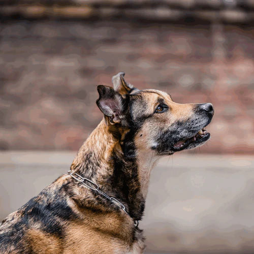 Zgardă cu verigi lungi, reglabilă – cu cârlig SPRENGER – oțel inoxidabil, 3,0 mm