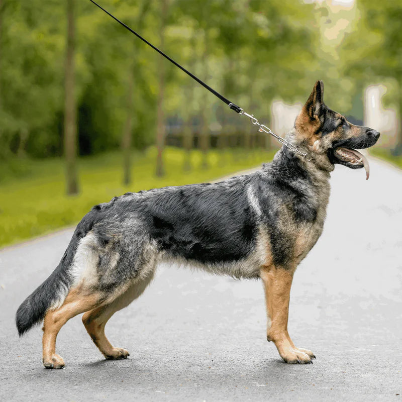 ZGARDĂ SHOW SPRENGER pentru câini – oțel inoxidabil