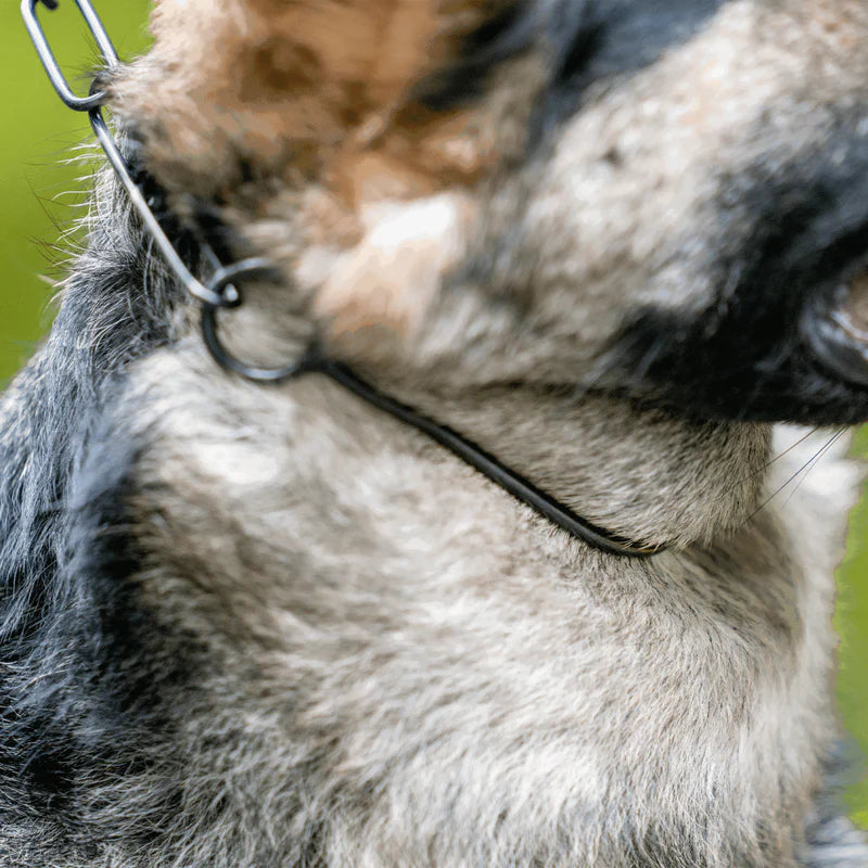 Zgardă de expoziție canină – Standard – Oțel inoxidabil negru