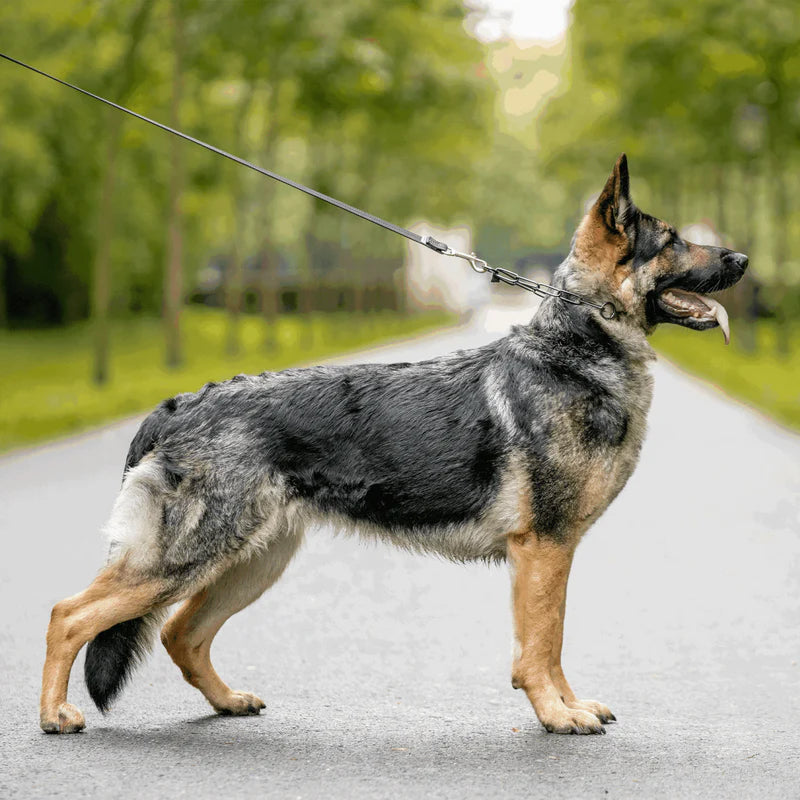 Zgardă de expoziție canină – Standard – Oțel inoxidabil negru